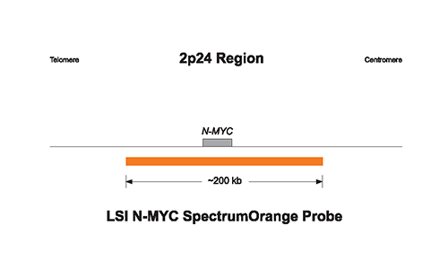 NMYC amplification